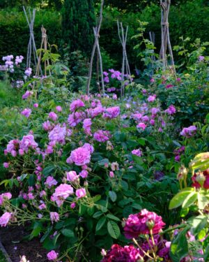 Monty Don Instagram - The Cottage garden