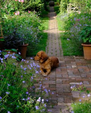 Monty Don Instagram - Waiting patiently for the promised walk