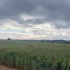 Monty Don Instagram - Ned in wheat ( I know, naughty)