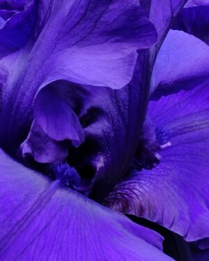 Monty Don Instagram - No flower is more voluptuous than bearded iris - this in the Paradise garden
