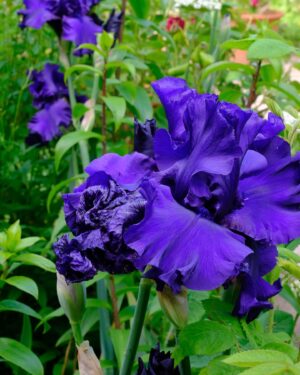 Monty Don Instagram - No flower is more voluptuous than bearded iris - this in the Paradise garden