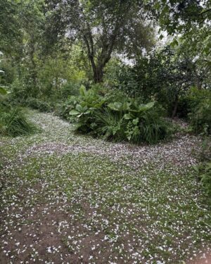 Monty Don Instagram - Rose petals falling like snow in the freezing winds of June