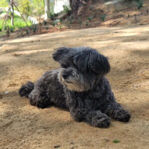 Moon Jae-in Instagram - 안녕 토리.