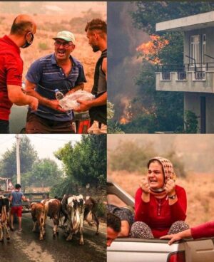 Murat Tavlı Instagram - Yanan hayvanların videolarını izleyemedim, o can pazarını izlemeye ruhum izin vermedi. Hangi ideoloji buna alkış tutar? Bunu yapabilenler hangi hakkı utanmadan savunabildiğine inanır?
PKK! Siz hainsiniz, alçaksınız, kahpesiniz, emperyalistlerin kucağından inmeyen can ve halk düşmanısınız. Halkların kardeşliği türküsünü takınıp basma etekle dolaşan korkaklarsınız. Sizler yeşilin, doğanın, güzel olan her şeyin katilisiniz! #ManavgatYaniyor #memleketyanıyor