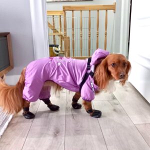 Murat Tavlı Instagram - Moda iç dünyanın dışa yansımasıdır. Kendini keşfet, ruhunu keşfet. Tarzını koru… 👓👠👗@latteyimben 

#latteyimben #dogsofinstagram #petsofinstagram #dogoftheday #doglover #murattavli