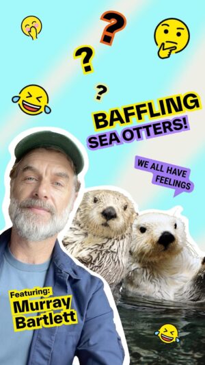 Murray Bartlett Instagram - What’s more fun than a pair of otters frolicking in the shallows? 🦦 @murray.bartlett flapping around showing them his happy dance.🕺Time to let your fur down.

#AnimalsInTherapy #ReconnectWithNature 
#OtterLife #OtterLove #WildlifeConservation