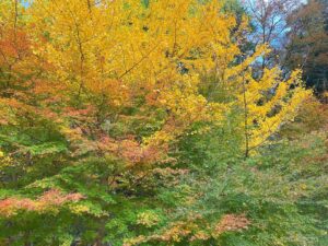 Mushimegane Instagram - 桜と紅葉を同時に見ようと欲張ったらどっちも4分咲きといったところだった
そういえば少し前に｢シキザクラ｣というアニメがあってだね…

#四季桜