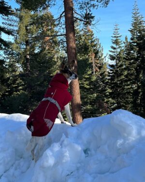 Nancy Travis Instagram - Rare sighting of red-coated wild dingo dog. Merry Christmas and Happy Holidays.
