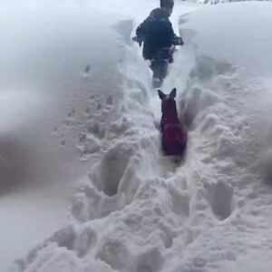 Nancy Travis Instagram - Still digging. More sons and dog. #mostsnowever
#amazingmamanature