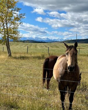 Nancy Travis Instagram - First snow, clear skies, happy horses and … my birthday 🥳. #RIDE #grateful #stillcrazyafteralltheseyears