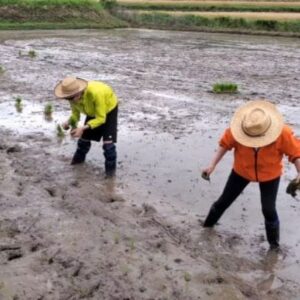 Naomi Zaizen Instagram - 🍙
ちょっと前ですが、杵築の皆さんに協力していただいて田植え🌾をしました🙏
昔ながらの手植えと現代の田植機
大変だけど手植えもいい🤗
🍙
明後日26日(月)の「有吉ゼミSP」では、わが家の古い箪笥をリメイクしてます！
🍙
#田植え #手植え #田植機 #杵築 #お手伝い隊 #小昼 #感謝 #有吉ゼミSP #箪笥 #リメイク！ #直見工房 #財前直見 #🍙