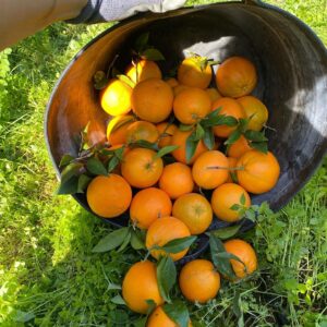 Natalia Khod Instagram - Unas cuantas toneladas de la mejor naranja 🍊 para HAMBRECERO.ES 
@hambrecero.es 

Lo recogimos en muy poco tiempo con este equipo tan salao 🧂👏💪 💃🏻 
@squareventures @alvarocuadrado @tatianaruizz @danielmchef4 @euruiz_ @javier.extremera 

#ong #sevilla #naranja #hambrecero 
#andalucia #spain #orange #flamenco #friends #naturaleza #campo #granja #arbol #rockandroll