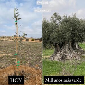Natalia Khod Instagram - Cada vez que visito a MI OLIVO🌳se convierte en una aventura inolvidable.
Esta vez hemos plantado 100 olivos y nos lo pasamos a lo grande 😜

Gracias a @adoptaunolivo y @miolivo por dejarme ser parte de vuestra familia. ❤️

@siropemmm @albertoalfonsop 

#miolivo #apadrinaunolivo #teruel #aventura #campo #montaña #oliete #crazytrip #friends #landrover @landroverspain #olivo