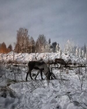 Natalia Rodríguez Instagram - -20 en Lapland
