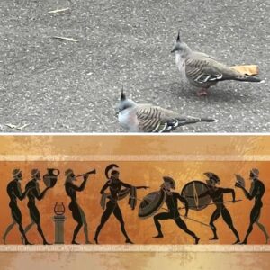 Natalie Haynes Instagram - Really appreciated Melbourne’s pigeons dressing up as ancient Greek warriors to make me feel at home