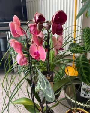 Natalie Haynes Instagram - Thank you to Caroline for the gorgeous flowers, and to Janet for the beautiful orchid! I don’t think I have ever left the radio theatre looking so glamorous. My mum has told me how to keep the orchid alive (don’t overwater it, is the main thing, although knocking it over is also bad)