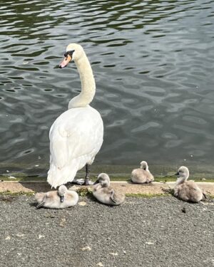 Natalie Haynes Instagram - Zeus and his offspring (Clytemnestra, Helen, Castor, Polydeuces). Leda out of shot, hopefully sneaking off to a life of freedom with a handsome man who doesn’t have feathers