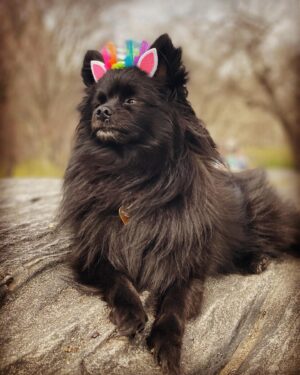 Natalie Mendoza Instagram - Meanwhile in NYC… #MatisseLivingHerBestLife
#Walkies #Royal 🐶🌈👑