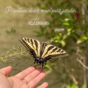 Natalie Mendoza Instagram - They all just come and play when you take a moment to feel them and notice sweet Mother in Nature… #Heaven #Papillon 🦋🌿