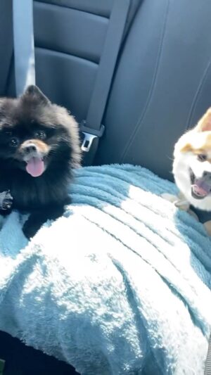 Natasha Slayton Instagram - Little baby squishums 🥰🫠🥹 Bambi’s version next 🫣

#doggiesofinstagram #pomeranian #pomeranians