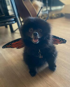 Natasha Slayton Instagram - 11/22 - 💔🪽🌈🐾👼🏼❤️‍🩹

Where do I even start?  My sweet Binxie boy, my best friend, my soul mate, my Beanie Baby. 

Thank you for choosing me to be your mommy.  I have never loved someone so much. My soul aches more than it ever has, but I know you you are now at peace, with MY mommy. 

Until we meet again, may you fly with the angels, my perfect baby 💔✨🌈🪽🙏🏼🦋❤️‍🩹

I will never be the same. 

——————————
To anyone who ever loved or showed love to my sweet boy, whether you met him or not, THANK YOU.  I can guarantee he loved you too.