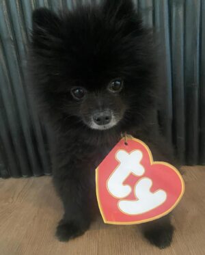 Natasha Slayton Instagram - 11/22 - 💔🪽🌈🐾👼🏼❤️‍🩹

Where do I even start?  My sweet Binxie boy, my best friend, my soul mate, my Beanie Baby. 

Thank you for choosing me to be your mommy.  I have never loved someone so much. My soul aches more than it ever has, but I know you you are now at peace, with MY mommy. 

Until we meet again, may you fly with the angels, my perfect baby 💔✨🌈🪽🙏🏼🦋❤️‍🩹

I will never be the same. 

——————————
To anyone who ever loved or showed love to my sweet boy, whether you met him or not, THANK YOU.  I can guarantee he loved you too.