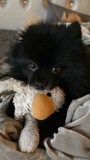 Natasha Slayton Instagram - Why you gotta be so cuuute? 

#pomeranian #dogsofinstagram #pomeranians #fluffy #whyyougottabesocute #dogsofig #pupsofinstagram