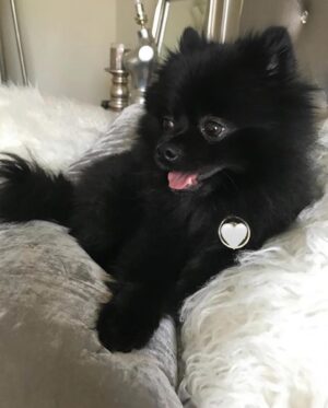 Natasha Slayton Instagram - 11/22 - 💔🪽🌈🐾👼🏼❤️‍🩹

Where do I even start?  My sweet Binxie boy, my best friend, my soul mate, my Beanie Baby. 

Thank you for choosing me to be your mommy.  I have never loved someone so much. My soul aches more than it ever has, but I know you you are now at peace, with MY mommy. 

Until we meet again, may you fly with the angels, my perfect baby 💔✨🌈🪽🙏🏼🦋❤️‍🩹

I will never be the same. 

——————————
To anyone who ever loved or showed love to my sweet boy, whether you met him or not, THANK YOU.  I can guarantee he loved you too.