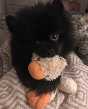 Natasha Slayton Instagram - 11/22 - 💔🪽🌈🐾👼🏼❤️‍🩹

Where do I even start?  My sweet Binxie boy, my best friend, my soul mate, my Beanie Baby. 

Thank you for choosing me to be your mommy.  I have never loved someone so much. My soul aches more than it ever has, but I know you you are now at peace, with MY mommy. 

Until we meet again, may you fly with the angels, my perfect baby 💔✨🌈🪽🙏🏼🦋❤️‍🩹

I will never be the same. 

——————————
To anyone who ever loved or showed love to my sweet boy, whether you met him or not, THANK YOU.  I can guarantee he loved you too.