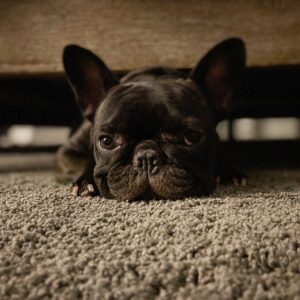 Nathan Blair Instagram - I love my Coco!!!! #frenchbulldog #doglife #loveofdogs #bulldogsofinstagram @n_m.b.m.o