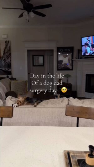 Nathan Triska Instagram - Today was Archie’s big day! Spend the day with us 🤍🤍🤍 #dayinthelife #petstagram #dogsofinstagram #yorkie #labrador