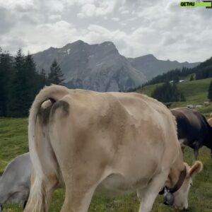 Nathas Tunjaroen Instagram - Moo 🐮🐄🇨🇭