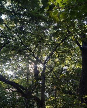 Natsumi Fujiwara Instagram - 深呼吸🌳　#june
