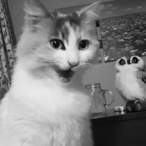 Nazlı Ceren Argon Instagram - Geride biraktiğin güzel anilarla tam 10 yillik mutluluğum,komik kötü kedi ada , hep kalbimde olacaksin... 15 mayis 2011-12 subat 2021
