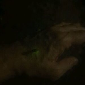 Neil Gaiman Instagram - Tonight, as I walked the dog, a firefly landed on my arm...