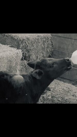 Neil Young Instagram - 🖤 the orphan calf