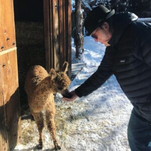 Neil Young Instagram - Hey NYA folx! 
 BARN the doc 
continues its weekend run in the Hearse Theater
 & 
additional streaming news coming soon - 
stay tuned 
☮️ 
N & Peaches (our newly adopted alpaca)
🦙🎶💜