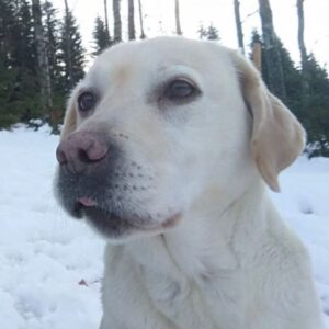 Nela Kailová Instagram - Miluji tě…. 16 let se mnou miláčku můj🙏🏻❤️ věřím, že už se budeš mít dobře🙏🏻🕊️DOROTKO❤️🕊️🐶 Nikdy nezapomenu!