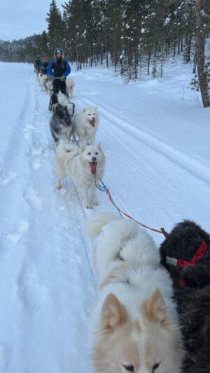 Nelly Řehořová Instagram - Volání divočiny ❄️ #lapland #finland #inari #dogsledding #adventure #traveling