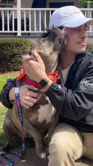 Nicholas Cirillo Instagram - Let’s save some Pups! Please check out @braveheartbulliezrescue and consider donating or adopting! If you or someone you know are looking to get a dog, I can’t recommend enough the love of a rescue! ❤️