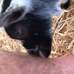 Nicholas James Instagram - I kept telling her @tikasumpter “treat me nicely or some cute little thang is gonna sweep on in and...” well....#################################################to the humorously challenged: this is only a joke. I get treated a tad bit less loved than my daughter. I’m extremely happy and grateful. ......but it’s always sweet to have a goat look up to you. #pumpkinpatch life