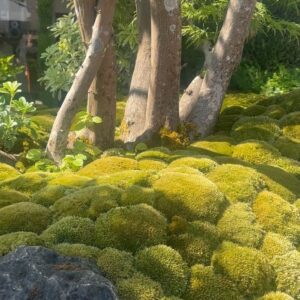 Nick Grimshaw Instagram - Feeling very lucky that me and Our Jane got to spend the day at the Chelsea Flower Show. Just the most magical display of design, getting to meet the gardeners and designers who created these labours of love and hear about the workload that has gone into these works of art has inspired me….to employ a gardener.