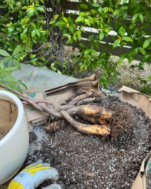 Nick Hargrove Instagram - My braided money tree don’t jiggle jiggle, but two of the trunks did fold (die ☹️). Plant dad attempted plant surgery to remove the dead trunks. I forgot to take before pictures, when there were five braids, but you can see one of the rotting trunks on slide 7. I’ll keep you updated on if she survives 🌲🌞 
By the way- I have no idea what I’m doing, so any advice is very much appreciated