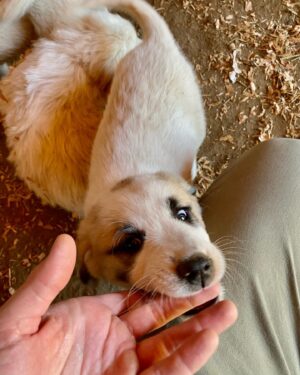 Nick Hargrove Instagram - End every slideshow with a goat