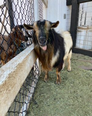 Nick Hargrove Instagram - End every slideshow with a goat
