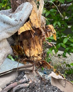 Nick Hargrove Instagram - My braided money tree don’t jiggle jiggle, but two of the trunks did fold (die ☹️). Plant dad attempted plant surgery to remove the dead trunks. I forgot to take before pictures, when there were five braids, but you can see one of the rotting trunks on slide 7. I’ll keep you updated on if she survives 🌲🌞 
By the way- I have no idea what I’m doing, so any advice is very much appreciated