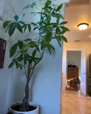 Nick Hargrove Instagram - My braided money tree don’t jiggle jiggle, but two of the trunks did fold (die ☹️). Plant dad attempted plant surgery to remove the dead trunks. I forgot to take before pictures, when there were five braids, but you can see one of the rotting trunks on slide 7. I’ll keep you updated on if she survives 🌲🌞 
By the way- I have no idea what I’m doing, so any advice is very much appreciated