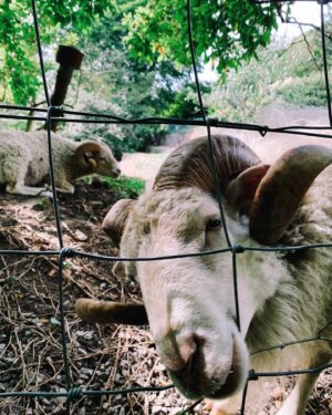 Nick Hargrove Instagram - castles, goats, and ruins