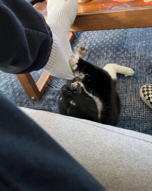 Nick Hargrove Instagram - Mustached, bowling, puppies, friendly cat, hungry cat, and some neature