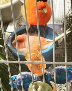Nick Wolfhard Instagram - BIRBS